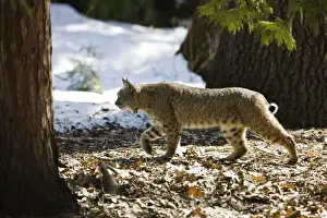 Sierra Prints: A Bobcat (Lynx rufus) walking through a meadow in Yosemite National Park, California