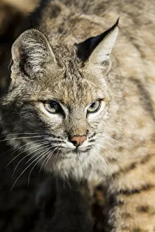 Images Dated 1st January 2000: Bobcat profile