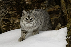 Images Dated 31st January 2016: Bobcat in snow (Captive) Montana Lynx rufus