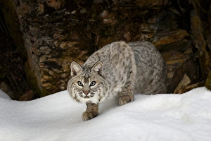 Images Dated 6th February 2016: Bobcat in snow (Captive) Montana Lynx rufus