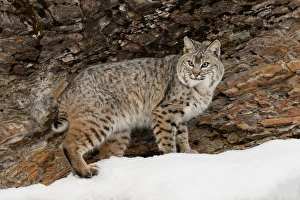 Images Dated 6th February 2016: Bobcat in snow (Captive) Montana Lynx rufus