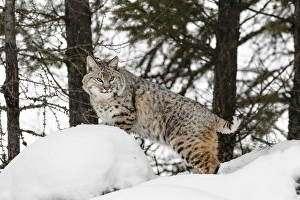 Images Dated 29th January 2016: Bobcat in snow (Captive) Montana Lynx rufus