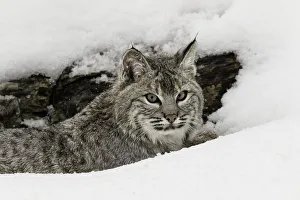 Bobcat in snow (Captive) Montana Lynx rufus