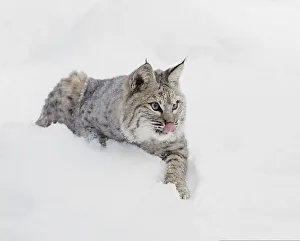 Images Dated 4th July 2019: Bobcat in snow, Lynx rufus, controlled situation, Montana
