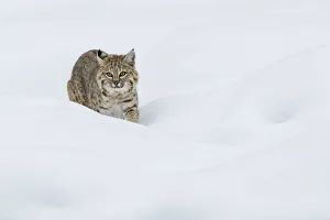 Stalking Prints: Bobcat; Stalking in deep snow
