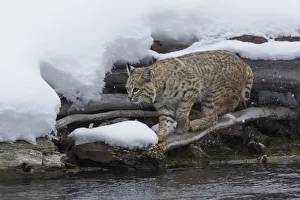Ken Archer Prints: Bobcat stalking prey