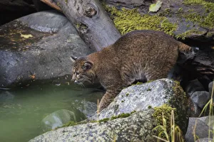 Ken Archer Prints: Bobcat stalking salmon