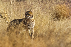 Mammals Prints: Bobcat walking through the brush, Lynx rufus baileyi, Bosque del Apache NWR, NM (wild)