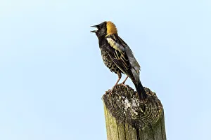 Images Dated 19th June 2022: Bobolink, Kentucky