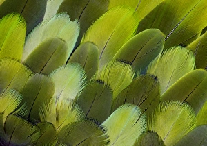 Parrot Prints: Body feather fan design of the Amazon Parrot