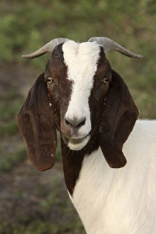 Farm Animal Prints: Boer goat does (not pure breds) Bushnell, FL