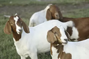 Images Dated 4th October 2006: Boer goat does (not purebreds) Bushnell, FL