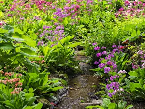Very boggy quarry garden with giant Candelabra primroses, Primula x bulleesiana hybrid