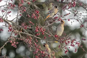 Nelson Prints: Bohemain Waxwings (Bombycilla garrulus) feed on cherry tree in winter in Nelson
