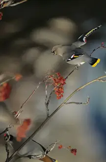 A Bohemian Waxwing (Bombycilla garrulus) perched on a branch while feeding on Mountain