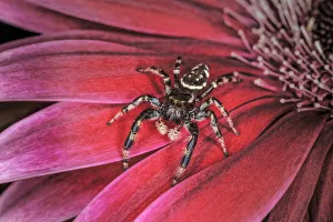 Spider Prints: Bold Jumping spider