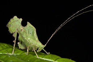 Biology Prints: Bolivars Katydid (Typophyllum bolivari) Male, Yasuni National Park, Amazon Rainforest