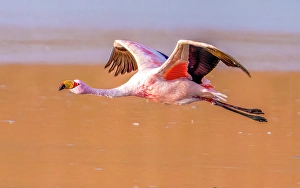 Bolivia Prints: Bolivia, close-up portrait of James's Flamingo flying over the salty waters of Laguna Colorada