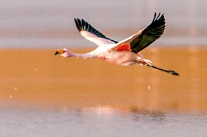 Bolivia Prints: Bolivia, close-up portrait of James's Flamingo flying over the salty waters of Laguna Colorada