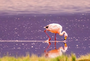 Bolivia Prints: Bolivia, close-up portrait of solitary James's Flamingo feeding at sunset in Eduardo Avaroa Andean Fauna National