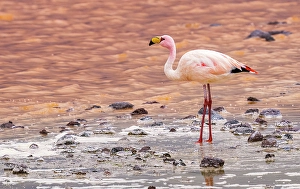 Bolivia Prints: Bolivia. Close-up portrait of solitary James's Flamingo feeding at sunset in Eduardo Avaroa Andean Fauna National