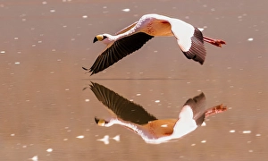 Bolivia Prints: Bolivia. Close-up portrait of solitary James's Flamingo flying over Laguna Colorada