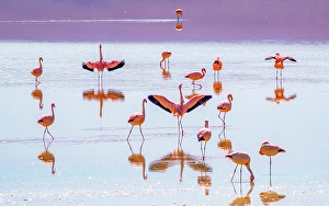 Bolivia Prints: Bolivia. Group portrait of James's Flamingos feeding at sunset in Laguna Colorada