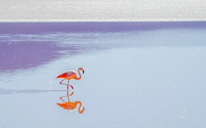 Bolivia Prints: Bolivia. Portrait of Andean Flamingo feeding on brine shrimp in the salty waters of Laguna Colorada