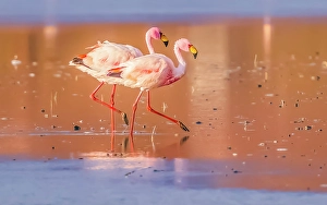 Bolivia Prints: Bolivia, portrait of pair of James's Flamingos