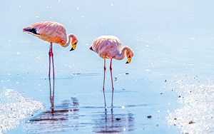 Bolivia Prints: Bolivia, portrait of pair of James's Flamingos searching for brine shrimp in the salty waters of Laguna Colorada