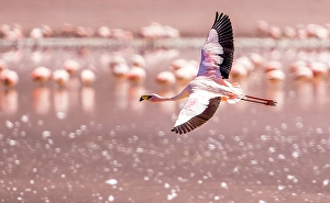 Bolivia Prints: Bolivia, portrait of solitary James's Flamingo flying over Laguna Hedionda