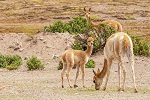 Family Prints: Bolivia, portrait of Vicuna family