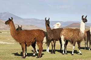 Bolivia, San Juan, llama. A small herd of llamas shows the diversity of the wool colors
