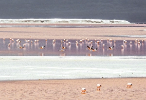 Bolivia Prints: Bolivia, South America. Landscape view of Laguna Colorada