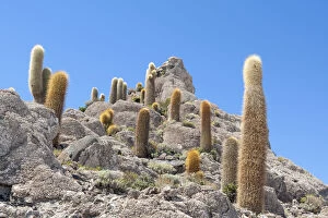 Bolivia, Uyuni, Salar de Uyuni, Echinopsis tarijensis and pasacana