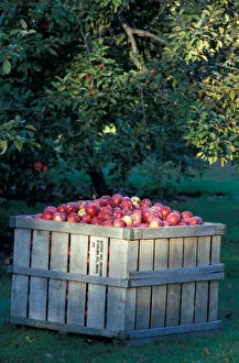 Bolton, MA. USA. A crate of apples at the Nicewicz Farm in Massachusetts Nashoba