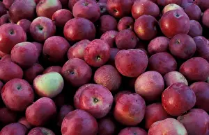 Apple Prints: Bolton, MA. USA. Harvested apples at the Nicewicz Farm in Massachusetts Nashoba