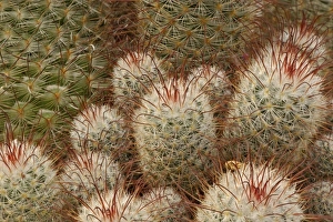 Spin Prints: Bombasina Bombshell cactus