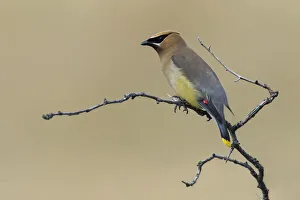Bombycilla cedrorum, Cedar waxwing, Glacier National Park, Montana