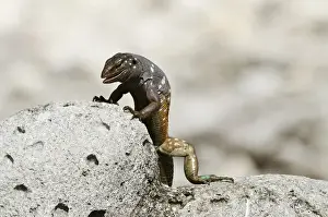 Netherlands Antilles Prints: Bonaire Whiptail Lizard (Cnemidophorus murinus ruthveni) Male BONAIRE