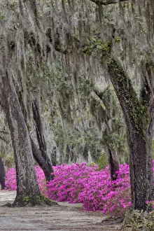 Georgia Prints: Bonaventure Cemetery, Georgia, Savannah