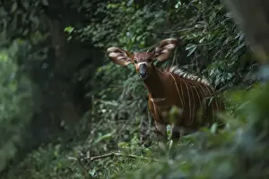 Near Threatened Prints: Bongo (Tragelaphus eurycerus), Mbomo Odzala - Kokoua National Park, Republic of Congo