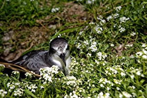 Midway Prints: Bonin Petrel (Pterodroma hypoleuca)