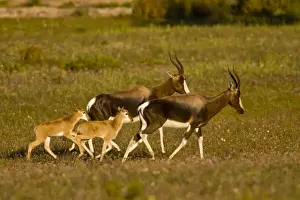 Images Dated 9th September 2007: Bontebok, a rare antelope, at Bushmans Kloof in Western Cape Province, South Africa