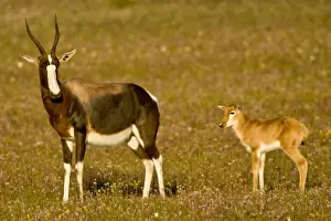Images Dated 9th September 2007: Bontebok, a rare antelope, at Bushmans Kloof in Western Cape Province, South Africa