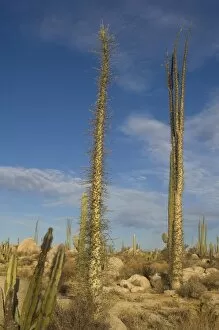 Images Dated 15th February 2006: boojum, or cirio, trees, Fouquieria columnaris, in the desert on the Baja California Peninsula
