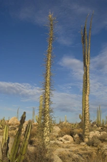Images Dated 15th February 2006: boojum, or cirio, trees, Fouquieria columnaris, in the desert on the Baja California Peninsula
