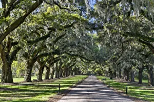 Oak Lane Prints: Boone Hall Plantation Oak lined road, Charelston South Carolina