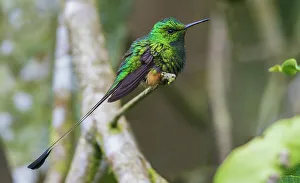 Cloud Forest Prints: Booted racket-tail hummingbird at rest in the cloud forest habitat of Ecuador