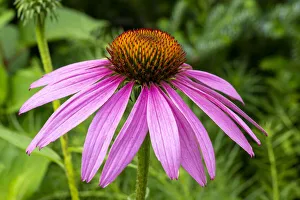 Boothbay Harbor, Maine, USA. Coastal Maine Botanical Gardens. Purple Cone Flower or Blacksamson Echinacea (Echinacea angustifolia)